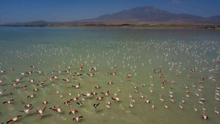 Arin Gölü'nde flamingoların görsel şöleni