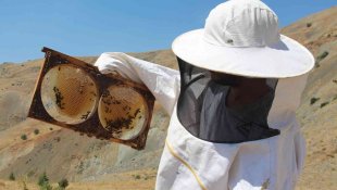 Erzincanlı arıcıların "tatlı" hasat telaşı sürüyor