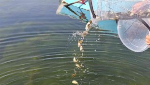 Ardahan'daki göl ve göletlere 1 milyon 589 bin yavru sazan balığı bırakıldı