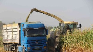 Alım garantili silajlık mısırın üretimi arttı: Beklenen rekolte 85 bin tonun üzerinde