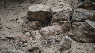 Koruma altındaki yaban keçileri Munzur Vadisi'nde yavrularıyla görüntülendi