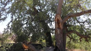 Yeni gelinin batıl inancı 500 yıllık meşe ağacını yaktı