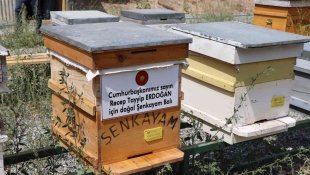 Cumhurbaşkanı için doğal 'Şenkayam Balı' ürettiler