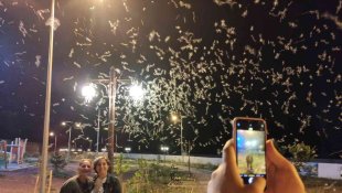 Milyonlarca 'bir gün sineği' tarihi Halilefendi köprüsünü istila etti