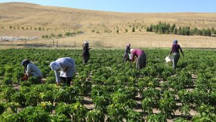 Elazığlı kadınlar ekmeklerini devletin tahsis ettiği arazide kazanıyor
