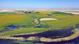 Ayçiçeği üretiminin yaygınlaştığı Ağrı'da ovalar Trakya'yı andırıyor