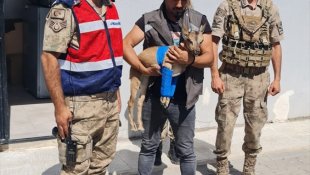 Tunceli'de jandarmanın bulduğu yaralı yaban keçisi tedavi altına alındı