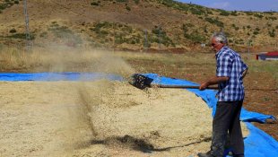 Bingöl'de bin dekar alanda nohut tarımı yapılıyor