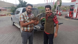 Tedavisi tamamlanan yeşilbaş ördek doğal ortamına bırakıldı