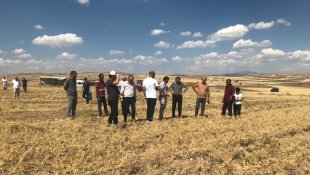 Üreticiye dağıtılan nohutların hasadına başlandı