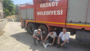 Camii kubbesindeki yaralı leyleği itfaiye ekipleri kurtardı