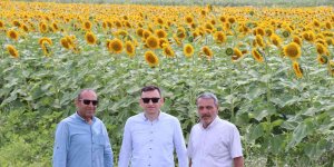Çayırlı'da "Doğanın sarı gelini" ayçiçeğinde hasat başladı