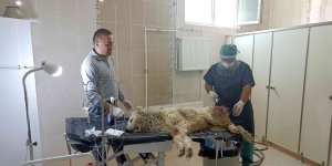 Bacağı kangren olan köpek tedavi altına alındı