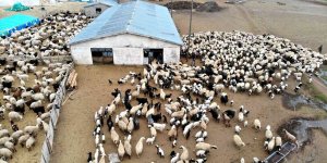 Karakuş: 'Küçükbaş hayvancılık sektörü zarar ediyor'