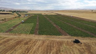 Salgında memleketine dönüp kiraladığı tarlada tonlarca domates üretmeye başladı