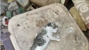 Bingöl'de yavru kediler telef edildi