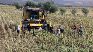 Ağrı'da ekim alanı genişleyen ayçiçeğinde verim artıyor