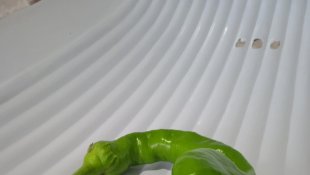 Yılan başlı biber görenleri şaşırttı