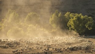 Göçerlerin Munzur ve Mercan Dağları'ndan köylerine zorlu dönüşü başladı