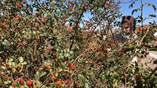 Kış aylarının vazgeçilmezi kuşburnu, zorlu arazilerde toplanmaya başlandı