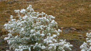 Posof'ta yüksek kesimlere mevsimin ilk karı yağdı