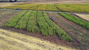 Ağrı'da devlet desteğiyle mısır yetiştiriciliği yaygınlaşıyor