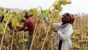 Mevsimlik tarım işçileri Ağrı'da ayçiçeği mesaisinde