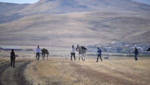 Kars'ta havaların serinlemesiyle cirit atları dörtnala sahaya sürüldü