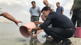 Malatya'da göletlere 2,5 milyon yavru sazan