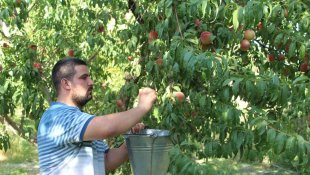 Doğu'nun Çukurova'sında şeftali hasadı başladı