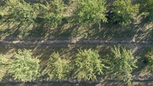 Iğdır şeftalisinde 4 bin 500 ton rekolte bekleniyor