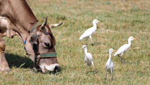 Balık yemeyen balıkçıllar hayvan sürüleriyle yaşamlarını sürdürüyor