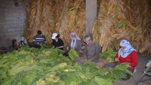 Fedakar çift tütünden kazandığı parayla çocuklarını okutuyor