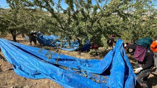 Elazığ'da 450 bin ağaçta badem hasadı başladı