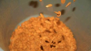 Elazığ'da 20 bin dönümlük alanda badem hasadı başladı