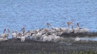 Kars Baraj Gölü'nde pelikan ailesi görüntülendi