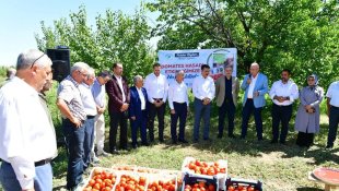 Yeşilyurt'ta domates hasat etkinliği