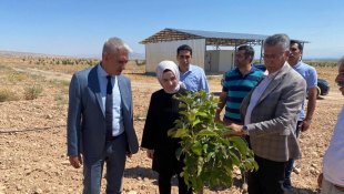 Malatya'da Trabzon hurması üretimine destek