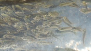 Elazığ'da üretilen sazan yavruları 101 su kaynağına bırakıldı