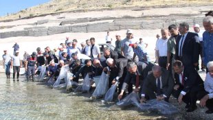 19 ilde 19 milyon yavru sazan sulara bırakıldı
