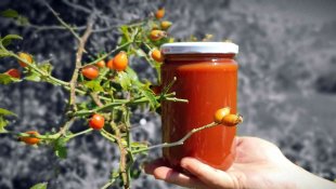 C vitamini deposu kuşburnu köylerde yorucu bir çalışmanın ardından marmelat olarak kavanozlara giriyor