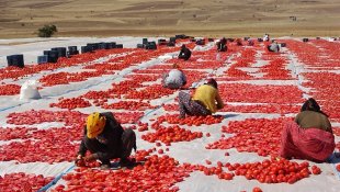Bitlis'ten Amerika ve Avrupa'ya kurutulmuş domates