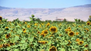 Yazıhan'da Ayçiçek Yağı kadın eliyle üretilecek