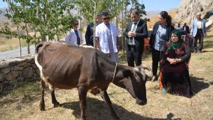 Hakkari'de ineği telef olan kadına iki inek hediye edildi