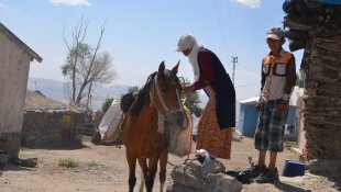 Muş'ta berivanlar hayvanlarını sağmak için at sırtında kilometrelerce yol kat ediyor