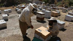 Hakkari'deki arı zehri birinci kalite çıktı