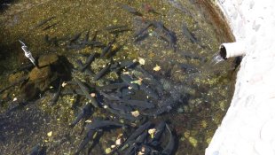 Bu balıkların gizemi çözülemiyor