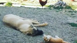 Boncuk ile Karabaş'ın iç ısıtan dostluğu!