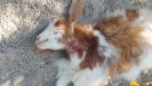 Sokak köpekleri gündüz vakti 3 keçiyi parçaladılar