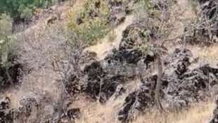 Çobanın yavru boz ayı ile diyaloğu